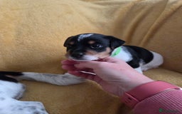 Jack Russell dogs for sale: Tricolour short legs Jack Russell  - Image 5