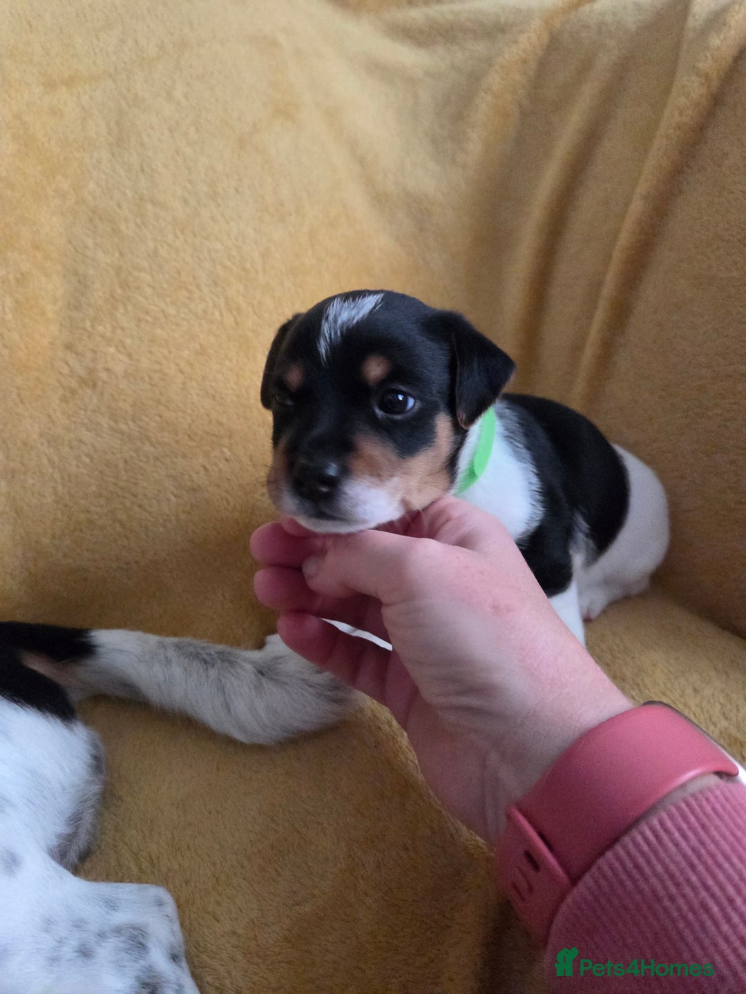 Jack Russell dogs for sale: Tricolour short legs Jack Russell  - Image 5