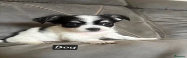 Chihuahua 1