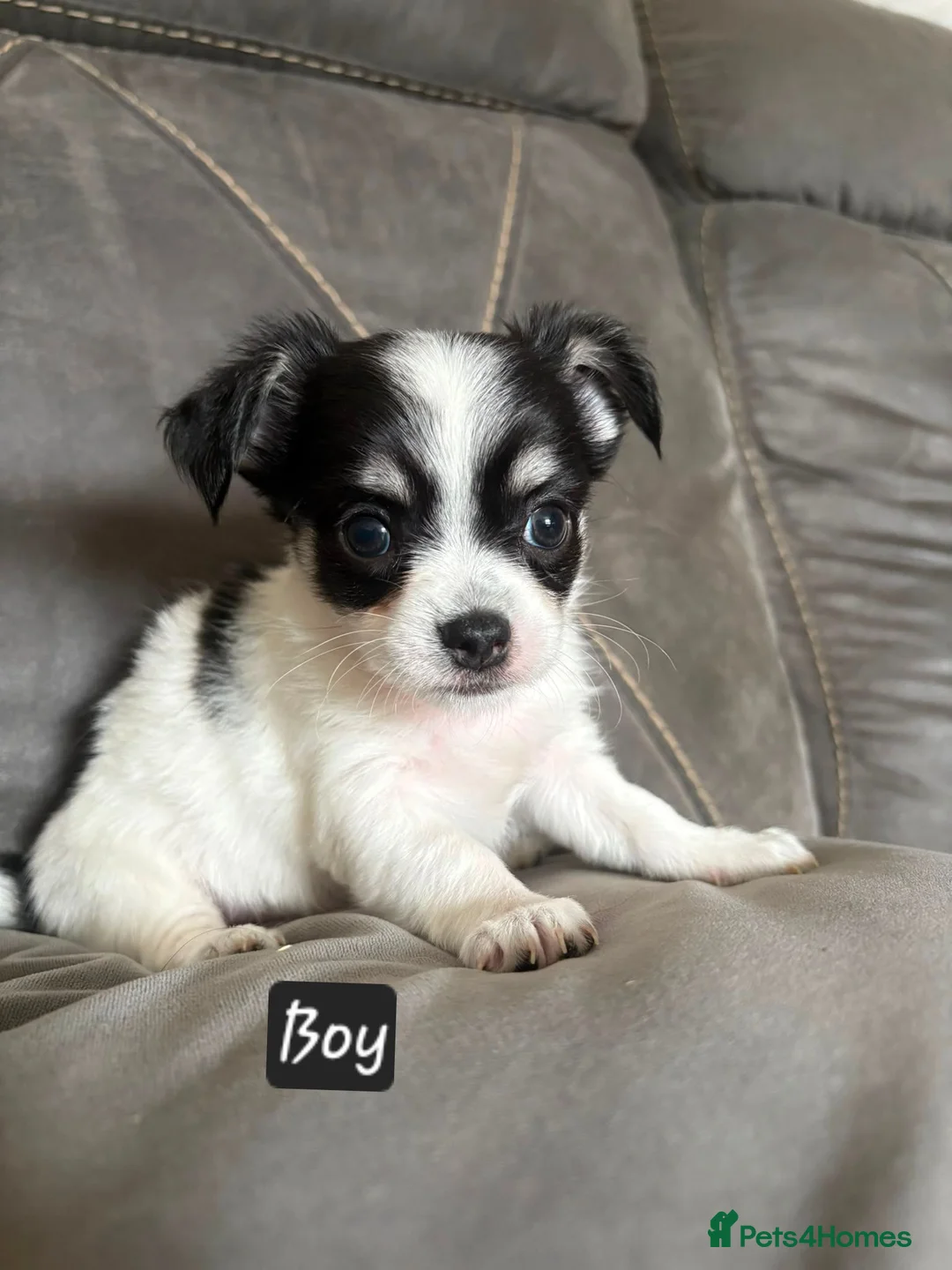 Chihuahua dogs for sale: Longhaired chihuahua puppies  - Advert 12