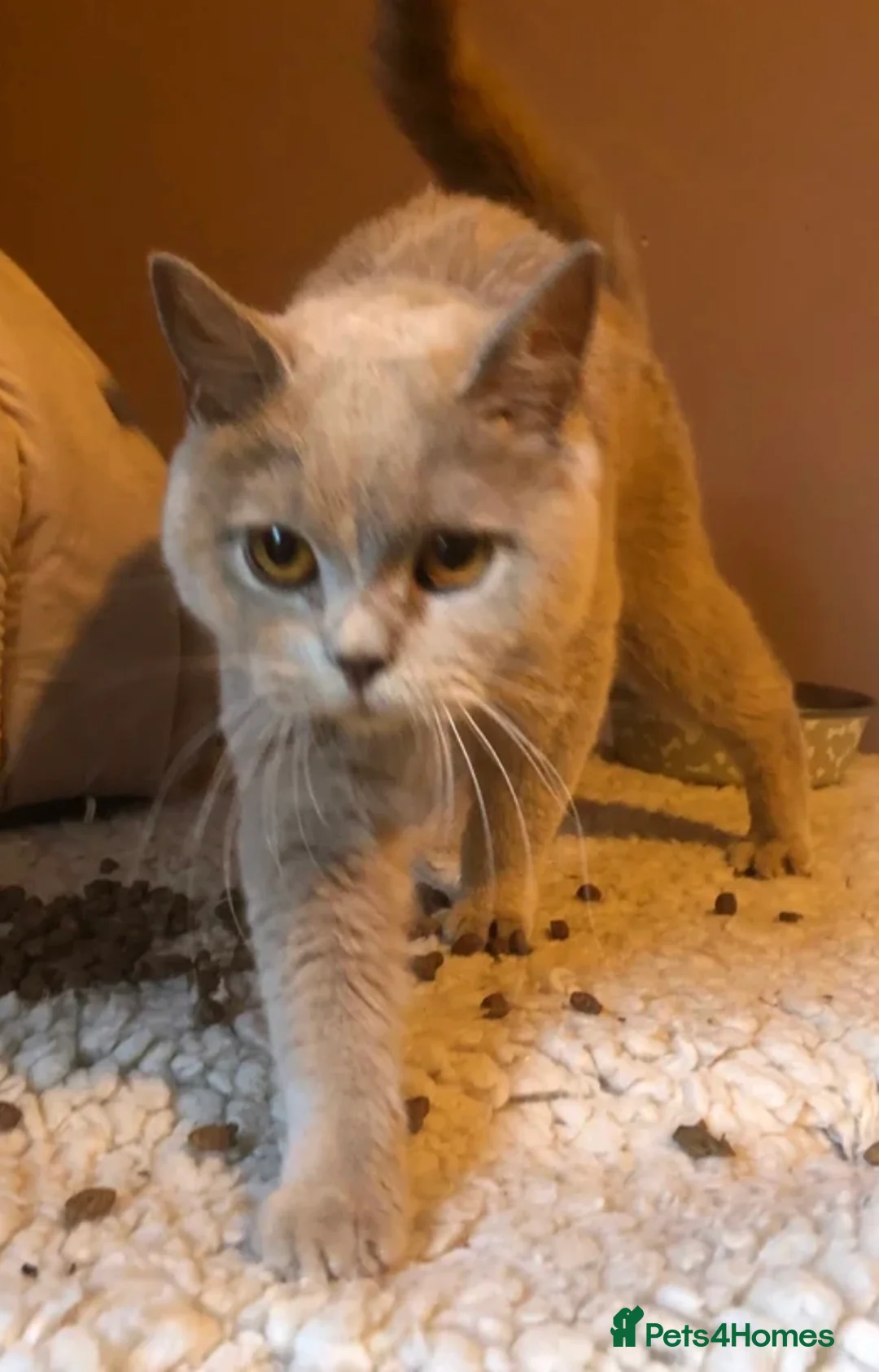 Scottish Fold cats for sale: Scottish Fold Cross Kitten  in London - Advert 4