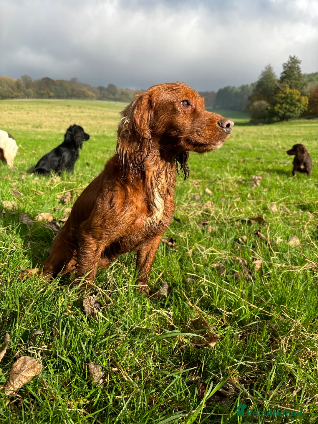 Cocker Spaniel dogs for stud: KC Dark red fully health tested stud  - Advert 2