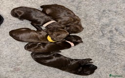 Portuguese Water Dog dogs for sale: Portuguese Water Dog puppies for sale in Oakham - Image 15