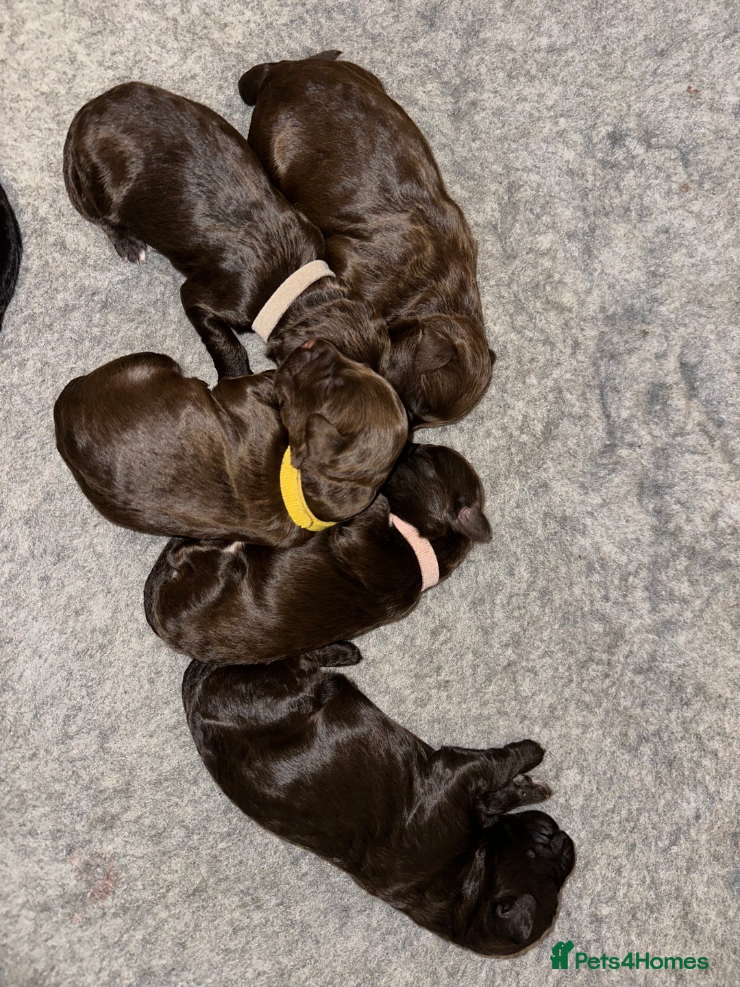 Portuguese Water Dog dogs for sale: Portuguese Water Dog puppies for sale in Oakham - Image 15