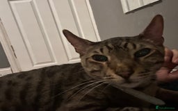 Savannah cats for sale: F4 savannah male  - Image 4