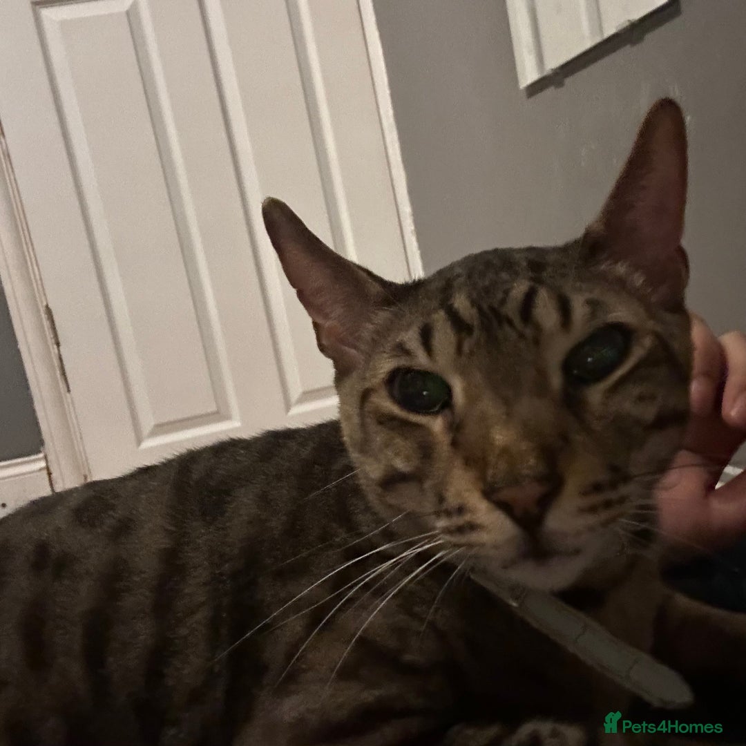 Savannah cats for sale: F4 savannah male  - Image 4