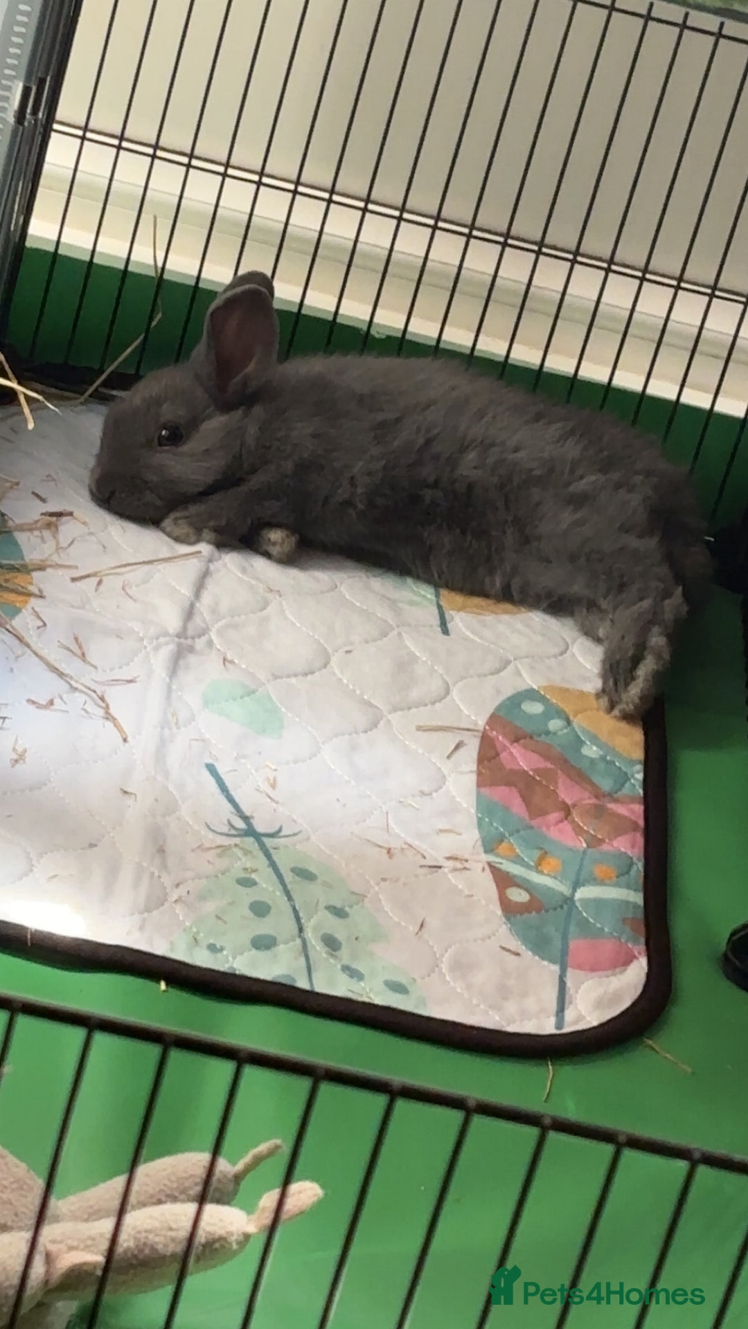 Lionhead rabbits for sale: Lion head rabbit grey bule eyes  - Advert 1