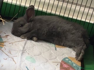 Lionhead rabbits Lion head rabbit grey bule eyes - Advert 2