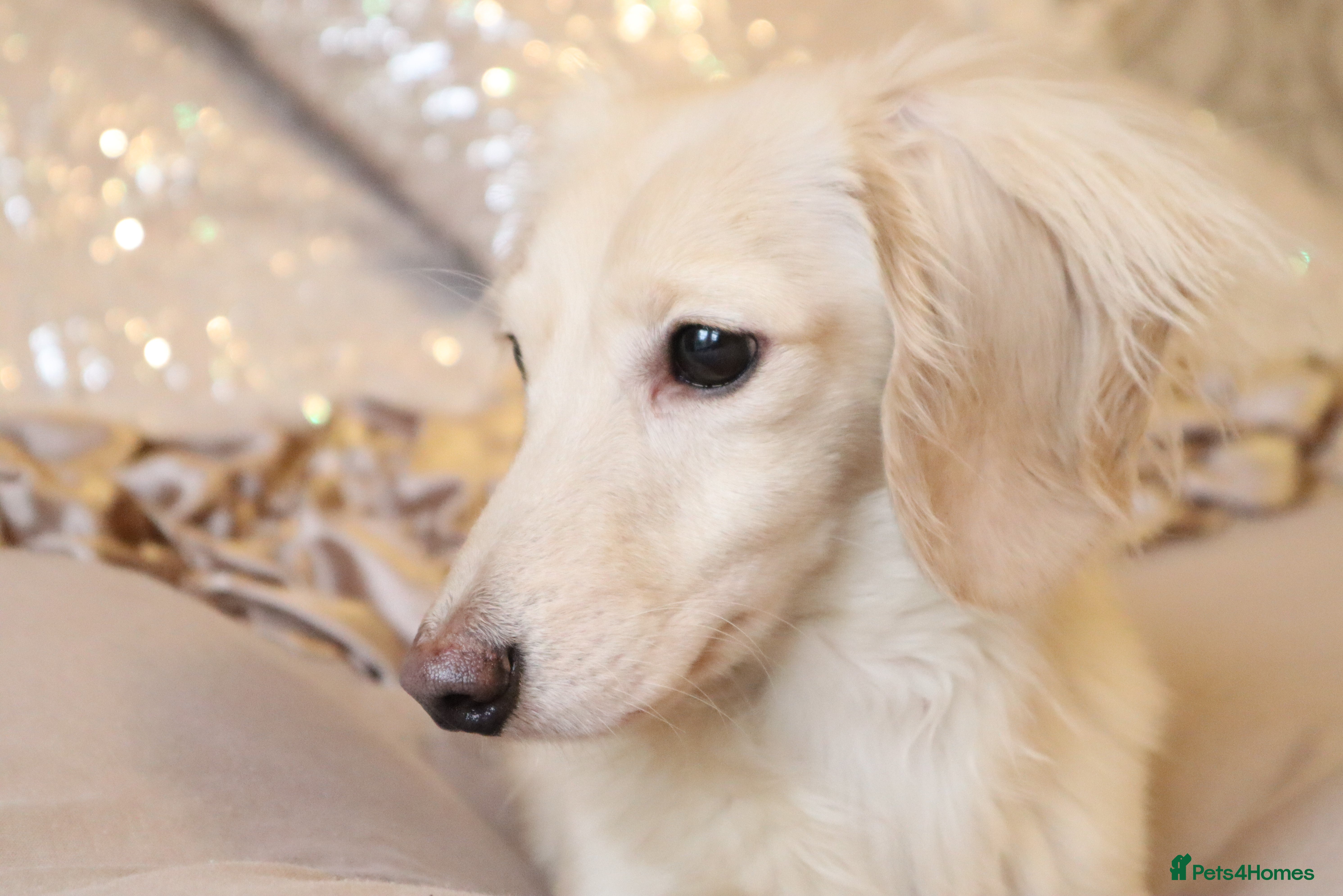 Miniature Dachshund dogs Falcor for Stud only in Wisbech - Advert 7