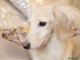 Miniature Dachshund dogs in Wisbech - Advert 7