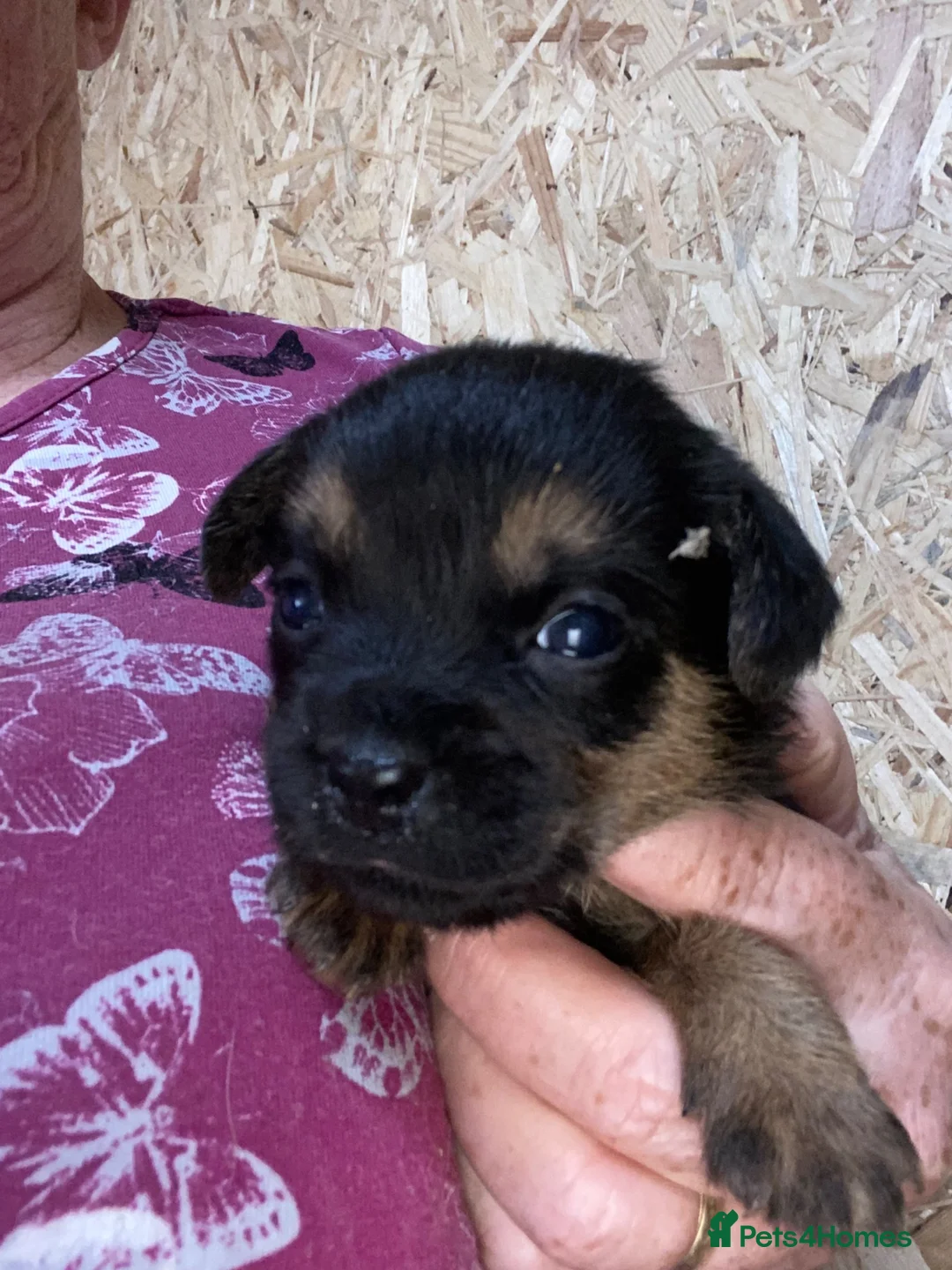 Border Terrier dogs for sale: Kc reg border terrier pups - Advert 1