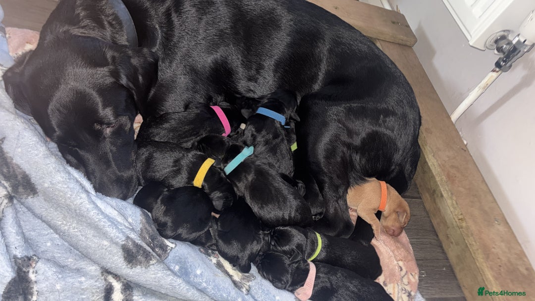 Labrador Retriever dogs for sale: STUNNING KC REGISTERED PEDIGREE LABRADOR PUPPIES - Advert 13