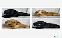 Cocker Spaniel dogs for sale: 4 Adorable working Cocker Spaniel puppies  - Image 1