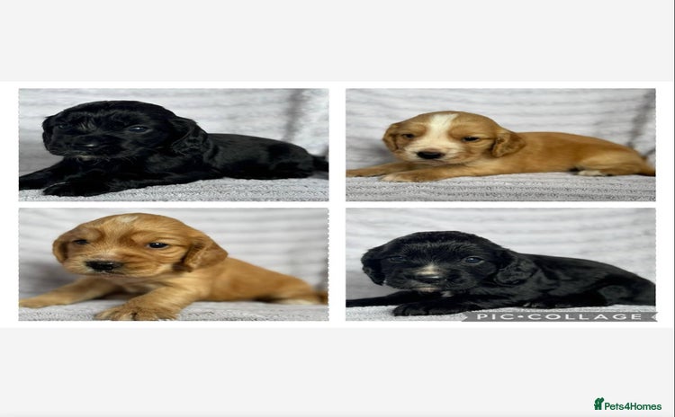 Cocker Spaniel dogs - Advert 3