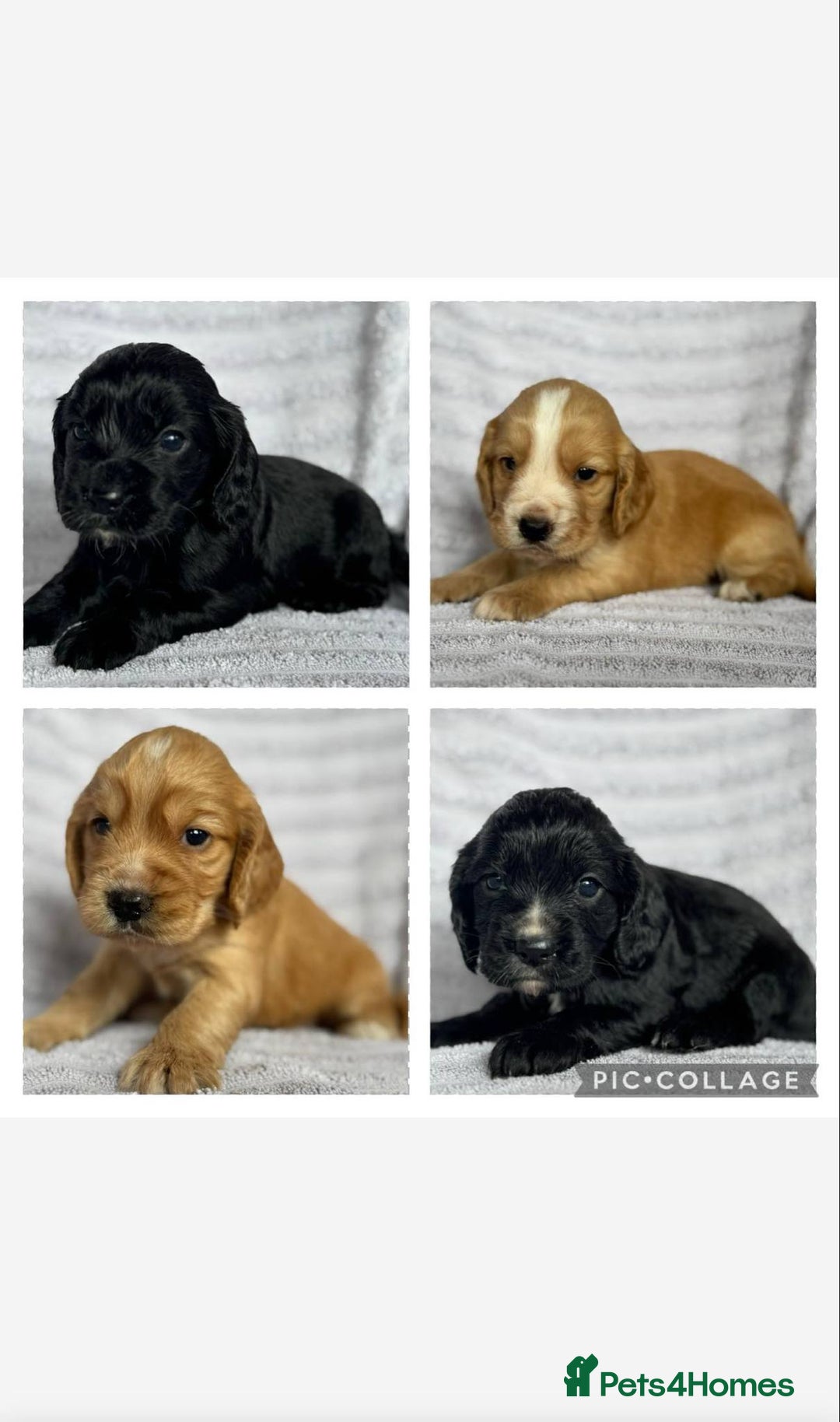 Cocker Spaniel dogs for sale: 4 Adorable working Cocker Spaniel puppies  - Image 1