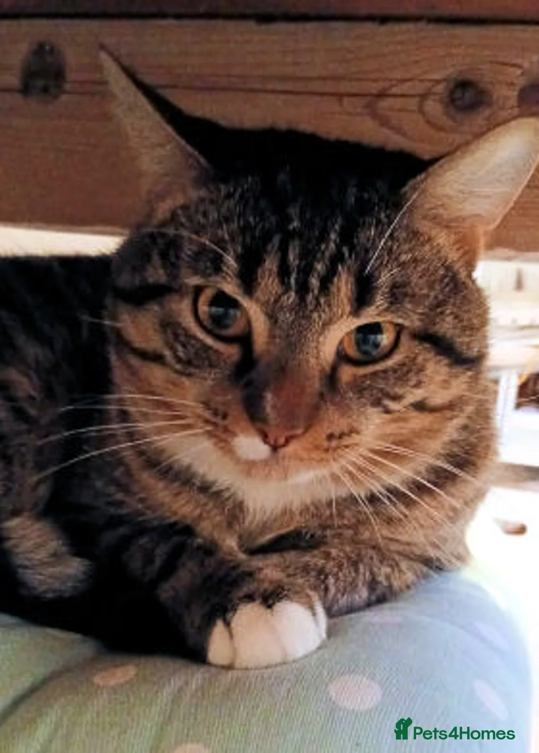 Mixed Breed cats for adoption: TEDDY - Advert 4