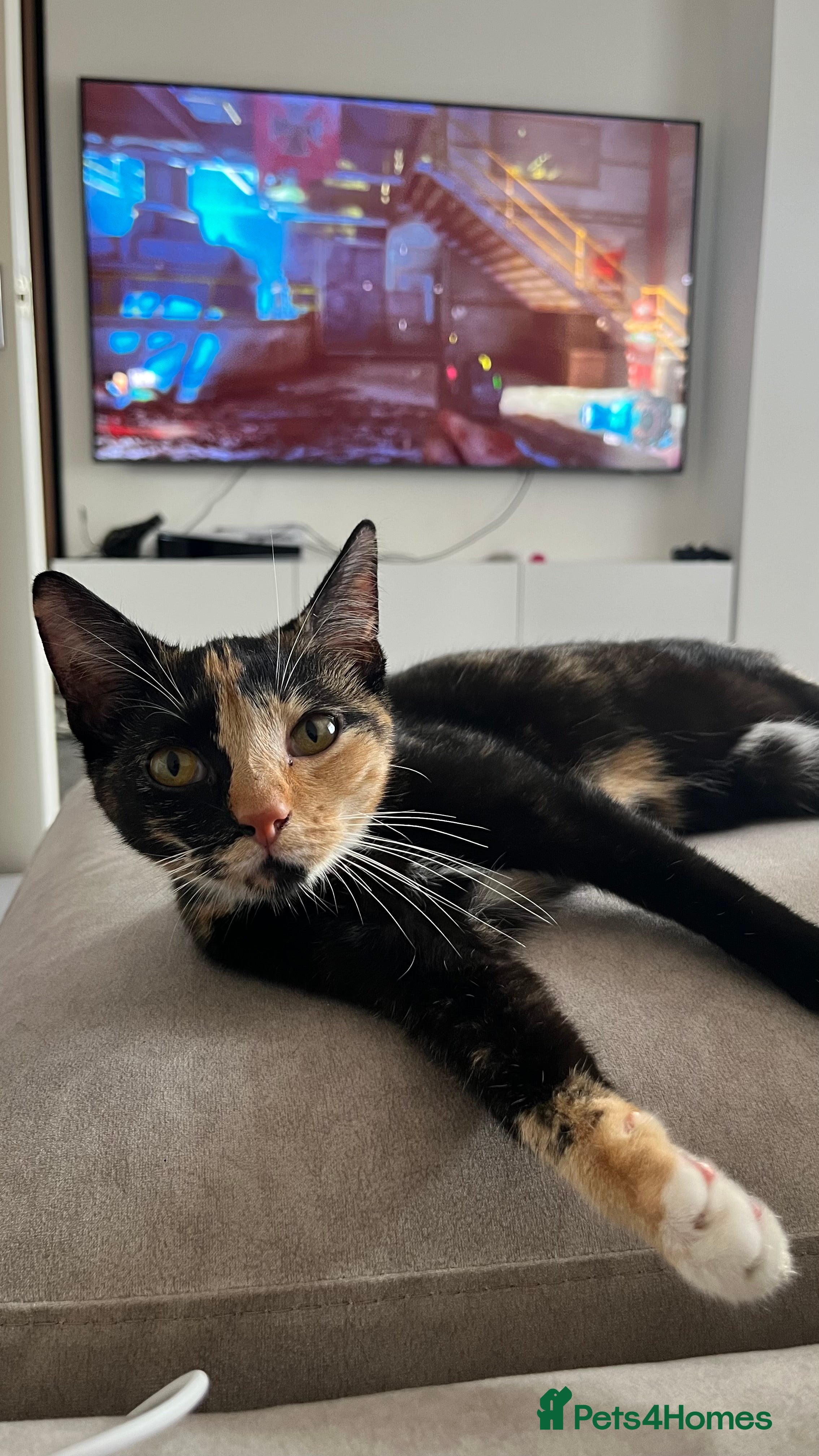 Domestic Shorthair cats Calico Cat in Coventry - Advert 1