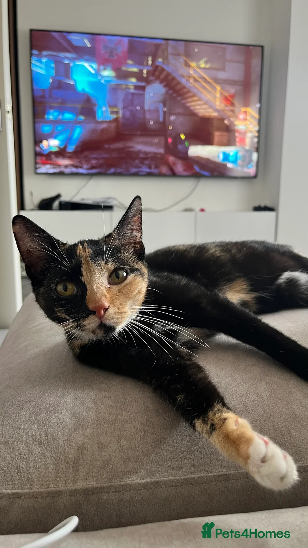 Domestic Shorthair cats for sale: Calico Cat in Coventry - Advert 1