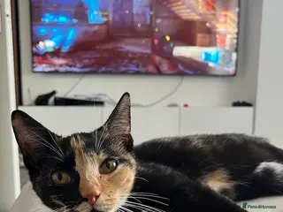 Domestic Shorthair cats Calico Cat in Coventry - Advert 1