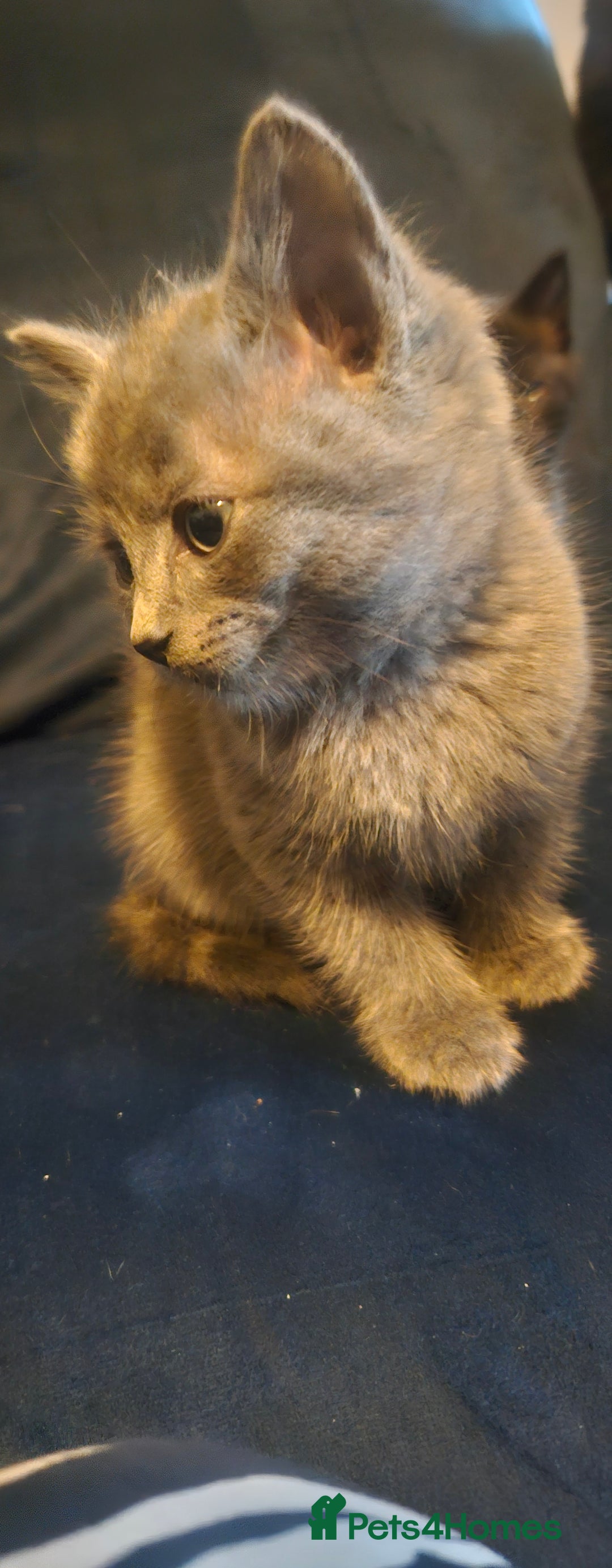 Ragdoll cats for sale: Ragdoll x kittens  - Image 9