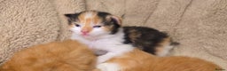 Maine Coon cats for sale: Rare red and white bicolor lMaincoon ready now  - Advert 34
