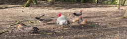 Chickens poultry for sale: Cream Crested Legbar Chicks (Female) in Newmarket - Advert 3