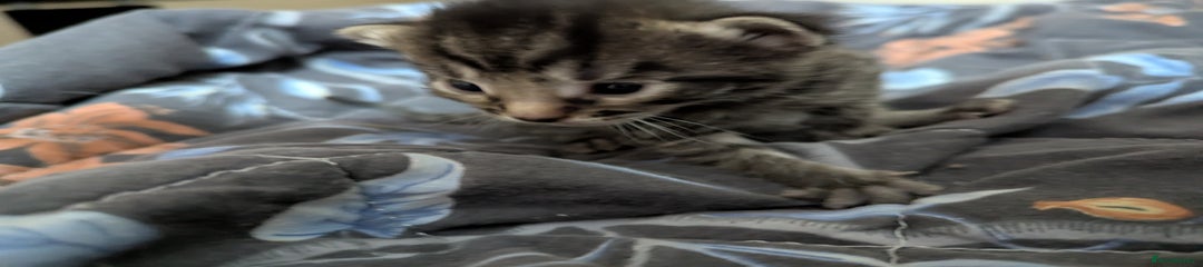 Male Tabby Mixed 8