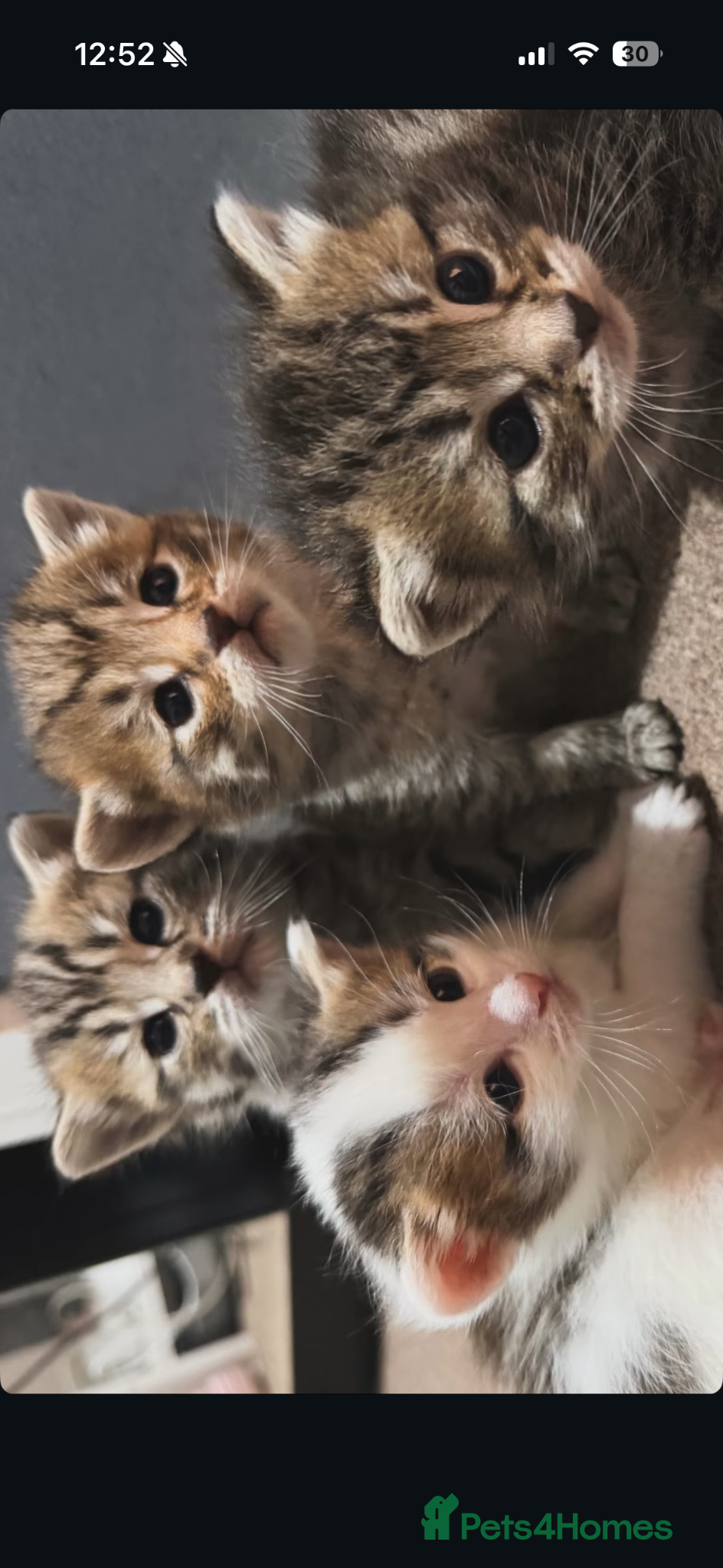 Mixed Breed cats Ready to go now - Advert 2