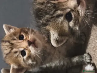 Mixed Breed cats Ready to go now - Advert 2