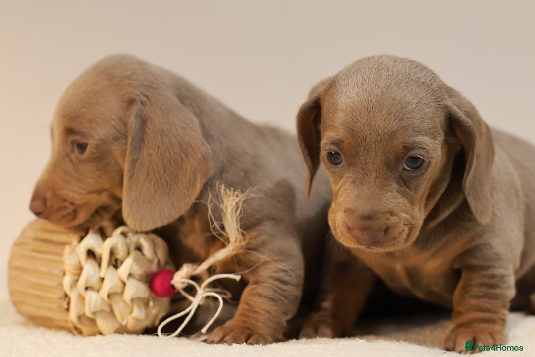 Miniature Dachshund dogs for sale: 5StarsLicensed+KC+PRAClear+VetChecked - Image 28