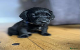 Labradoodle dogs for sale: Miniature Labradoodles  - Image 17