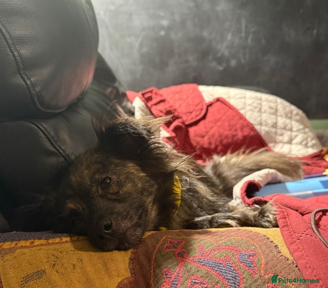 Mixed Breed dogs for adoption: 💖🐶 TWIGGY – A Happy Little Spirit🐶💖 - Image 25