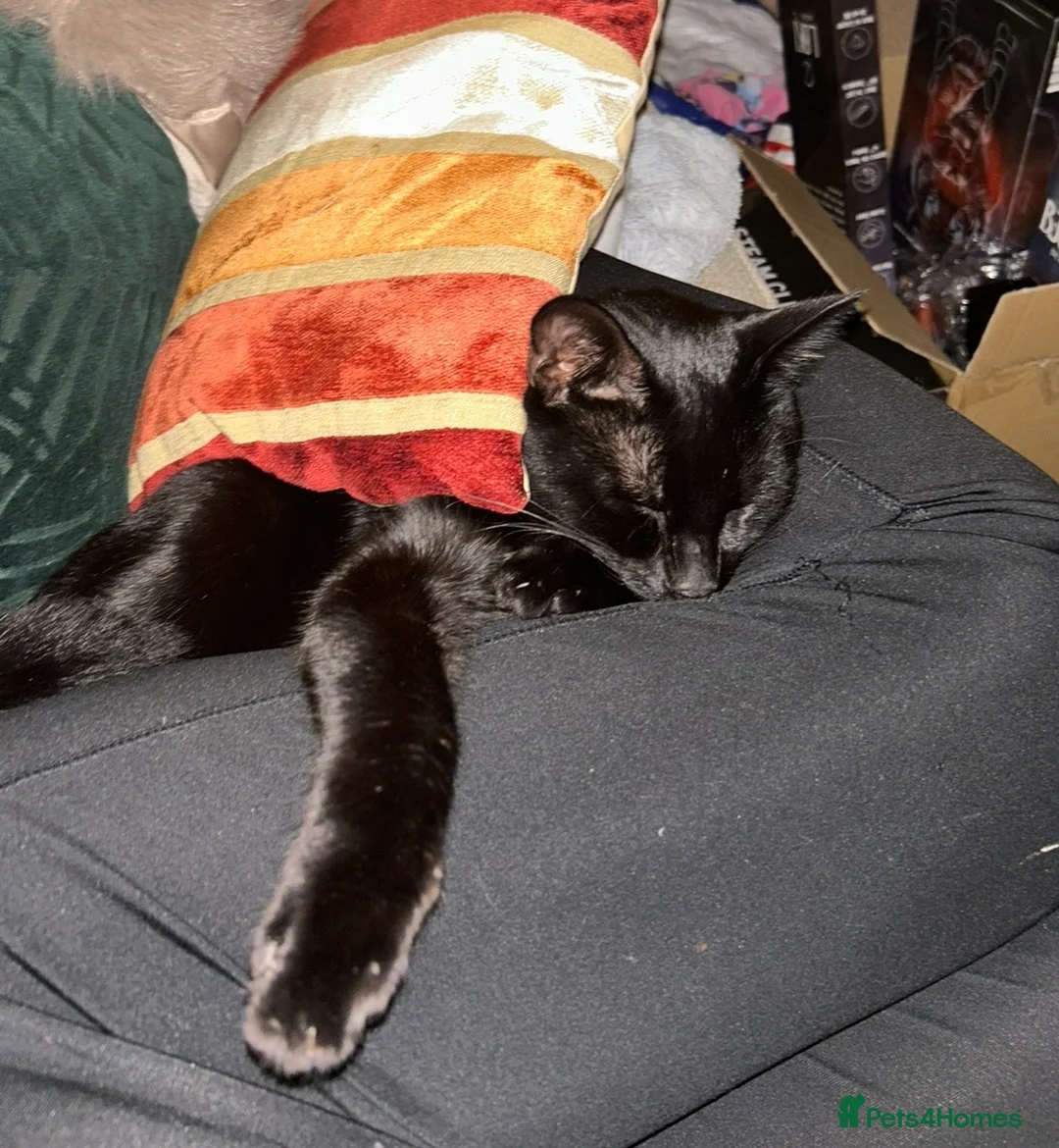 Domestic Shorthair cats for sale: Kobi - 11 month old Black Cat/Kitten for sale  - Advert 6