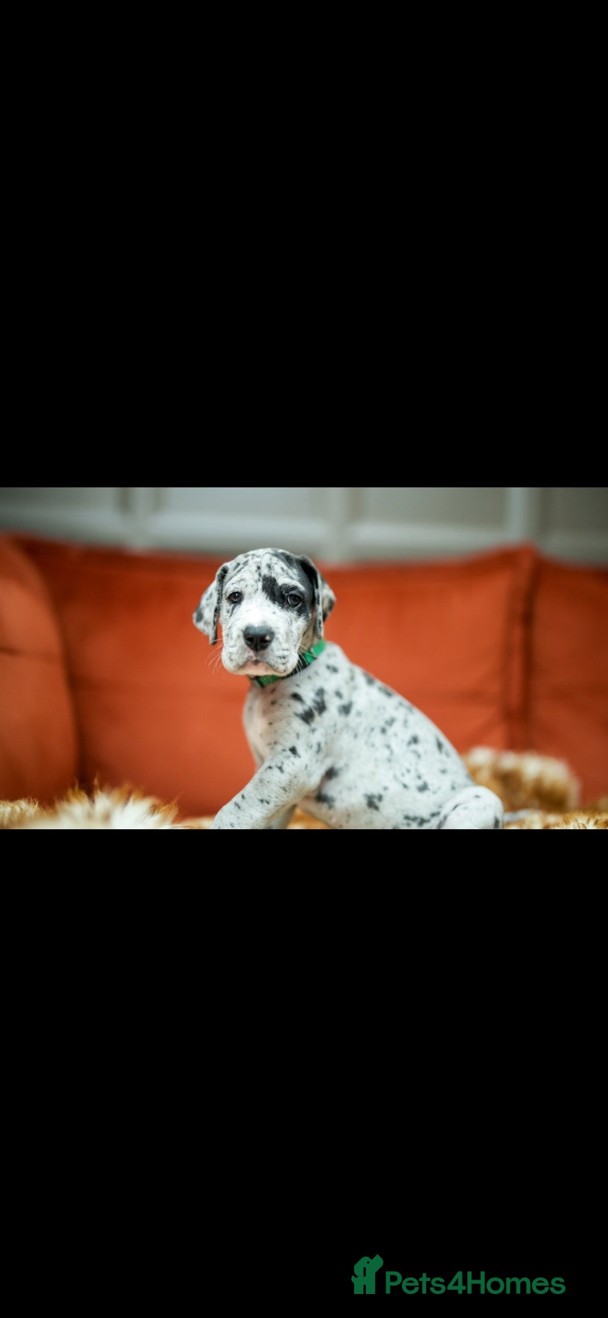 Great Dane dogs Great Dane puppies for sale  - Advert 1