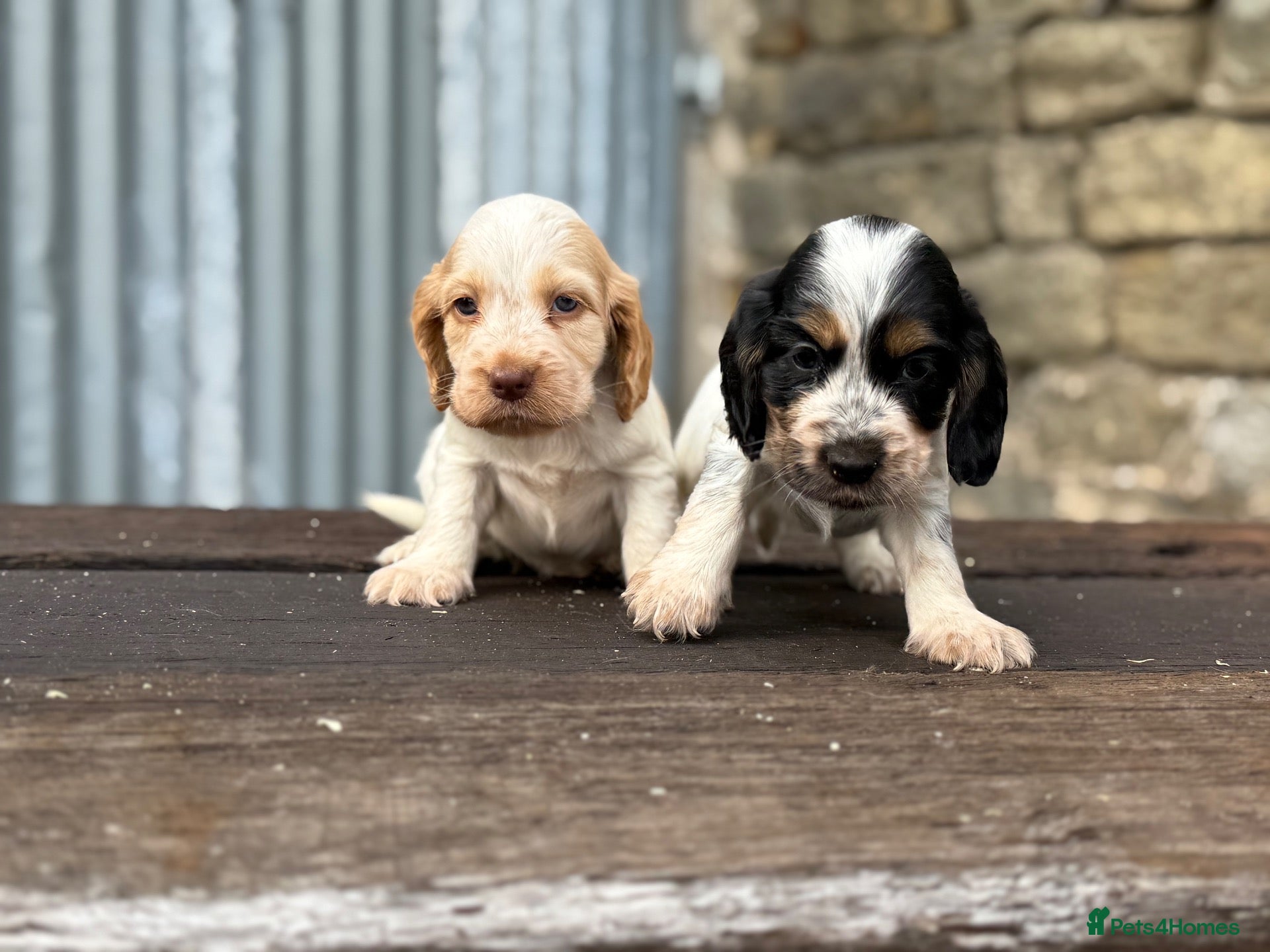 Cocker Spaniel dogs Stunning health tests show cockers  - Advert 1