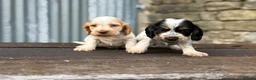 Cocker Spaniel dogs for sale: Stunning health tests show cockers  - Advert 9