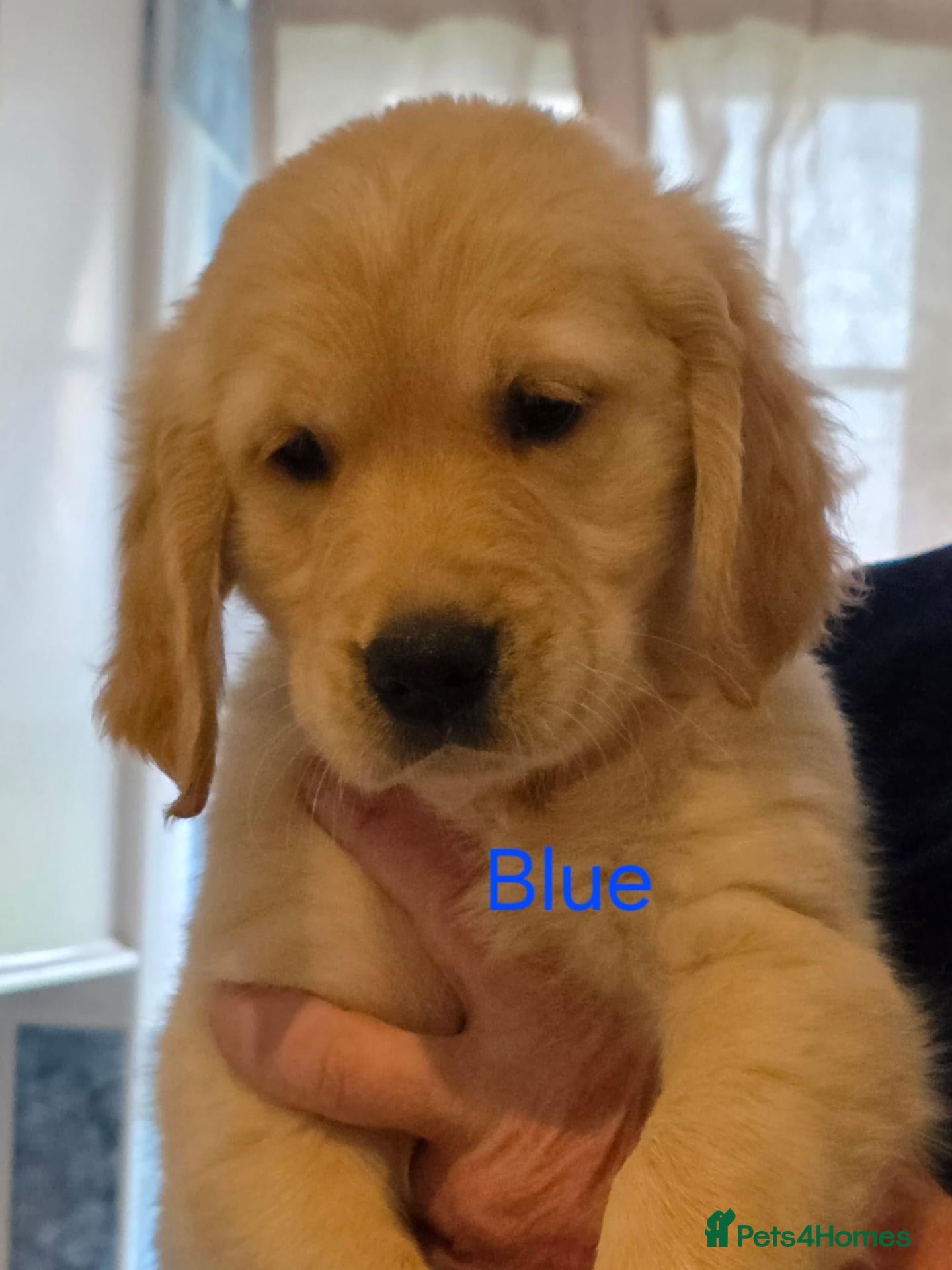 Golden Retriever dogs for sale: *Beautiful DNA clear kc reg Golden retriever pups* - Advert 1