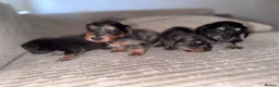 Miniature Dachshund dogs for sale: Miniature long haired dachounds  - Advert 10