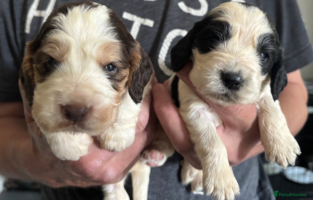 Cocker Spaniel dogs for sale: Cocker spaniel puppies  - Image 8