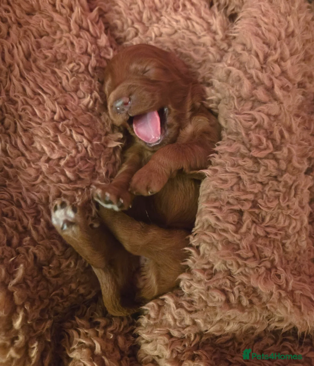 Mixed Breed dogs for sale: Stunning Irish Cockapoodledo's........ - Advert 30