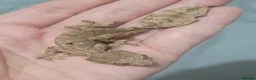 Gecko reptiles for sale: Uroplatus phantasticus Satanic Leaf-tailed Geckos - Advert 6