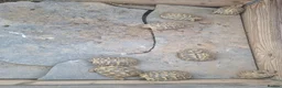 Tortoise reptiles for sale: Hermann tortoise - Advert 2