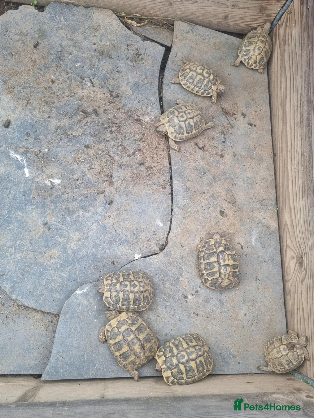 Tortoise reptiles for sale: Hermann tortoise - Advert 2