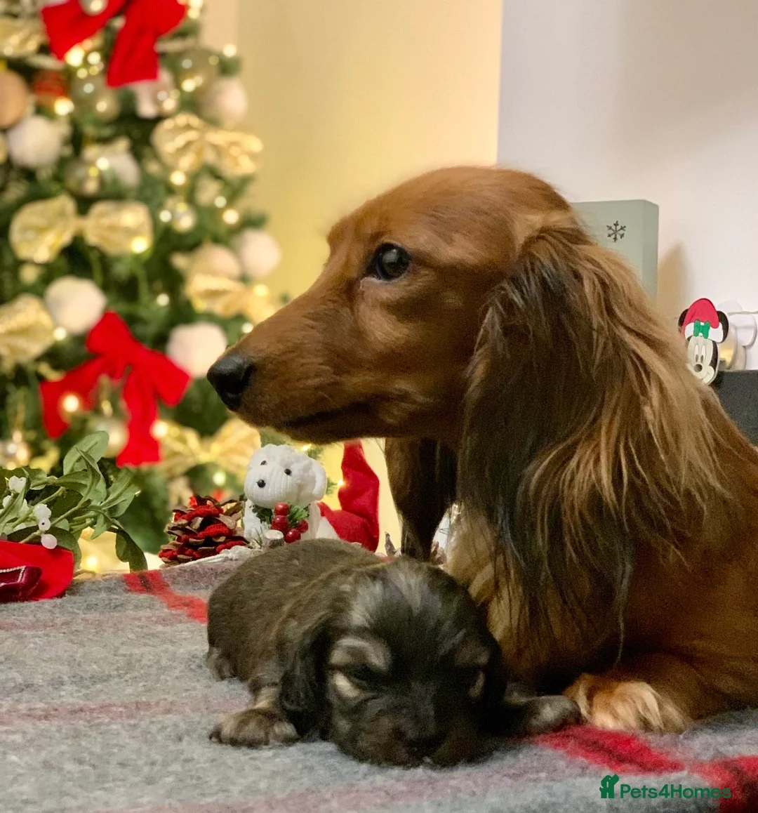 Miniature Dachshund dogs for sale: KC Registered true to type Longhaired mini’s - Advert 8