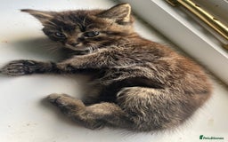 Bengal cats for sale: Five super friendly and fun kittens  - Image 11