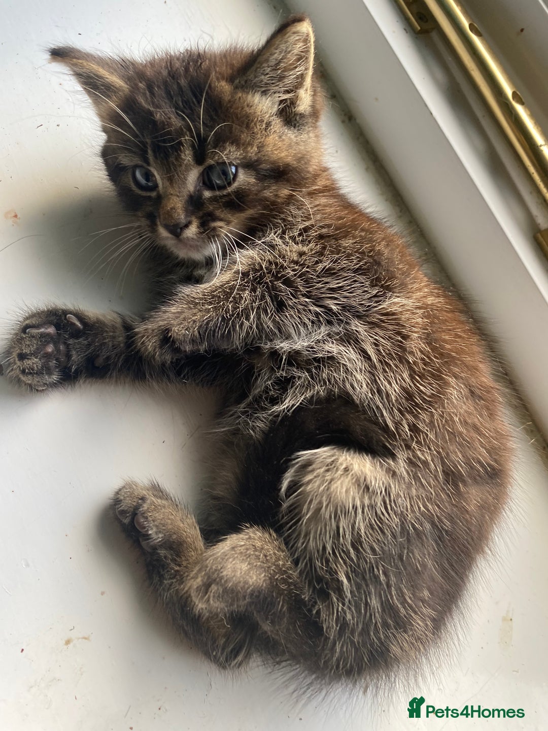 Bengal cats for sale: Five super friendly and fun kittens  - Image 11