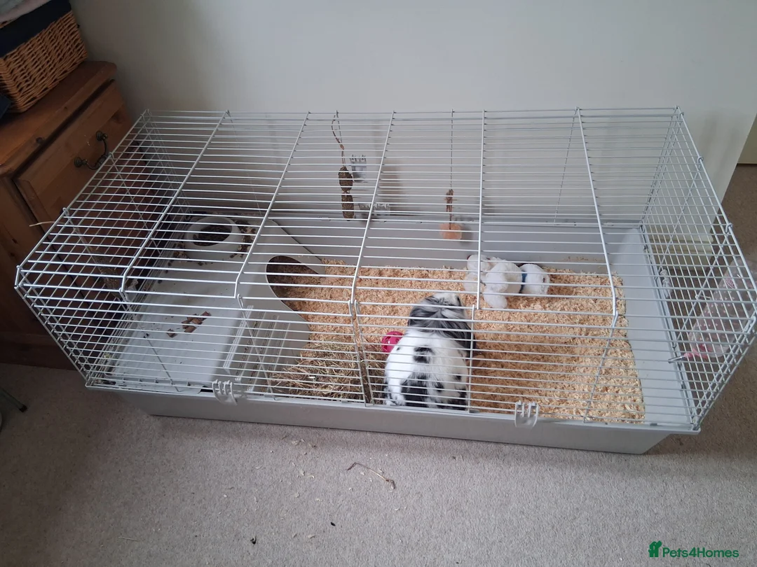 Mixed Breed rabbits for sale: Mini lop/ Lionhead  - Advert 2