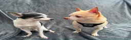Chihuahua dogs for adoption: 💙ARMANI & 💙GUCCI – TWO HEARTS ONE BOND in Peterborough - Advert 12