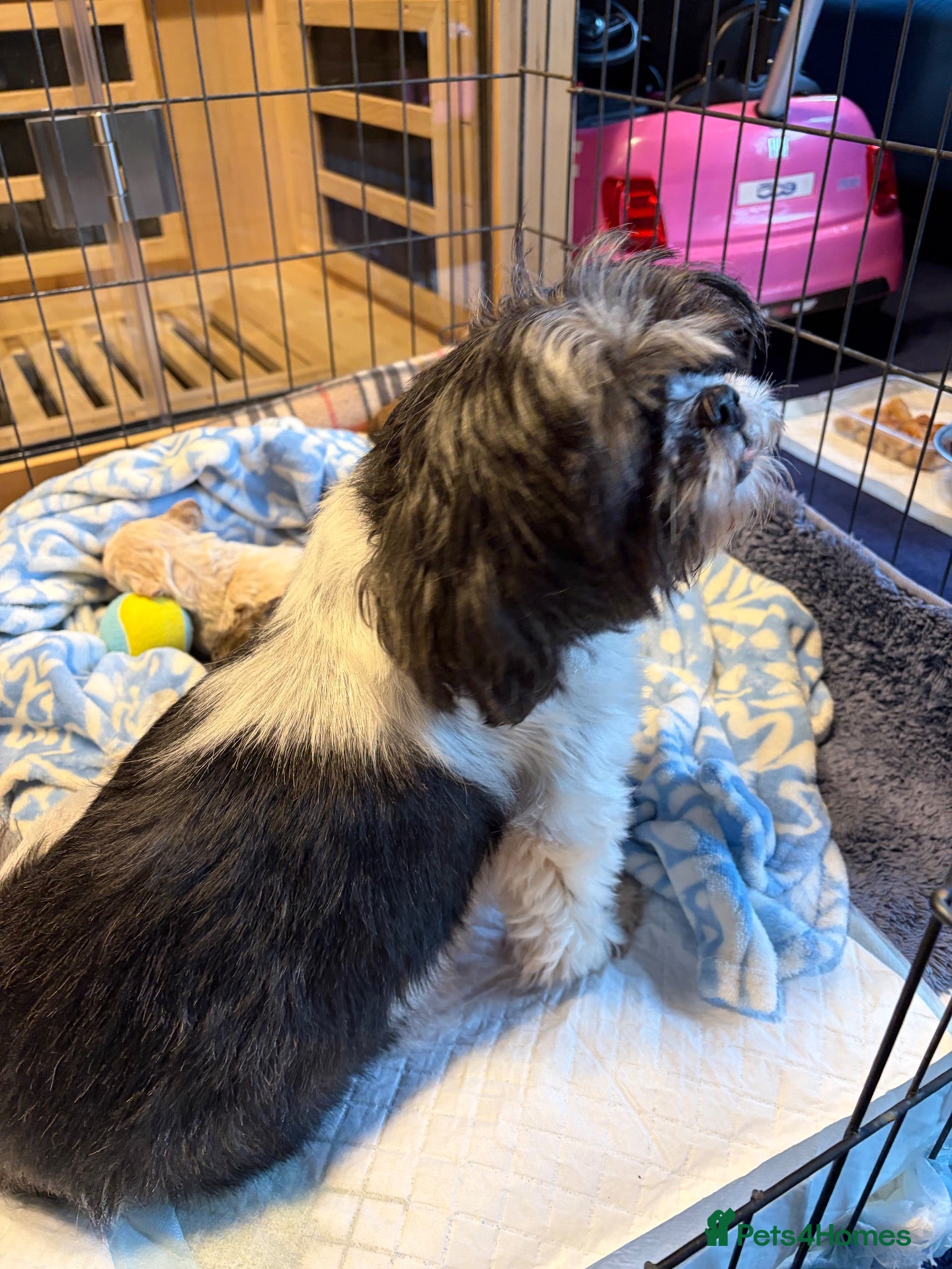 Shihpoo dogs for sale: Joanna Flynn  - Advert 2