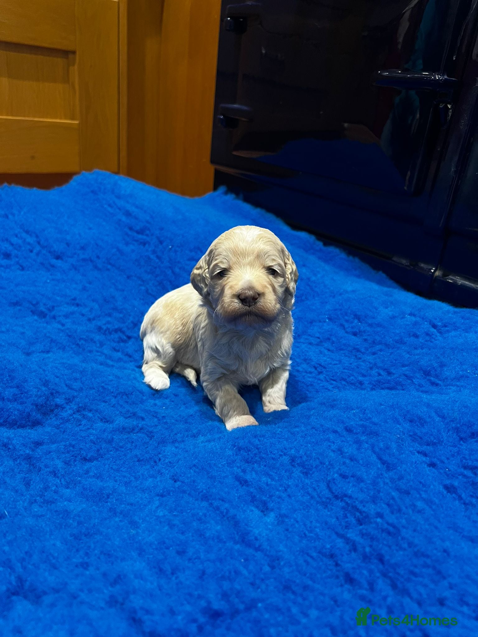 Mixed Breed dogs MINATURE GOLDENDOODLES EXTENSIVELY HEALTH TESTED - Advert 14